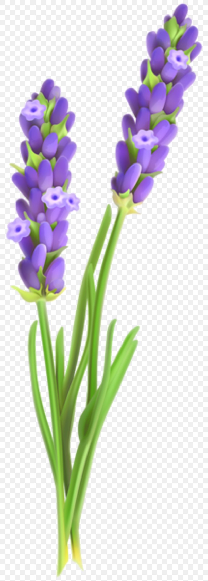 English Lavender French Lavender Flower Clip Art, PNG, 800x2285px, English Lavender, Blog, Color, Cut Flowers, Flower Download Free