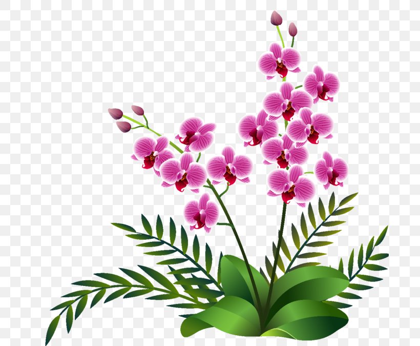 Flower Photography Clip Art, PNG, 699x675px, Flower, Ansichtkaart, Branch, Cut Flowers, Dendrobium Download Free