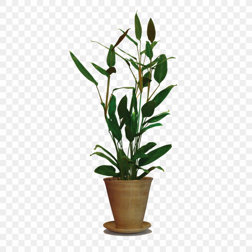 Plant Tree Vine Shrub Flowerpot, PNG, 1181x1181px, Plant, Albom, Arumlily, Boss Me, Broad Bean Download Free