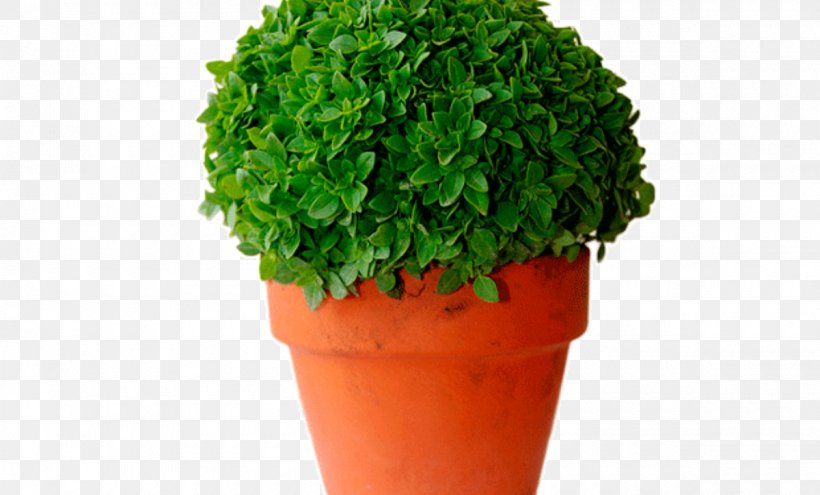 Popular Marches Santo Antônio De Lisboa, Santa Catarina Saint Santos Populares Ocimum Minimum, PNG, 1200x725px, Saint, Anthony Of Padua, Flowerpot, Grass, Herb Download Free