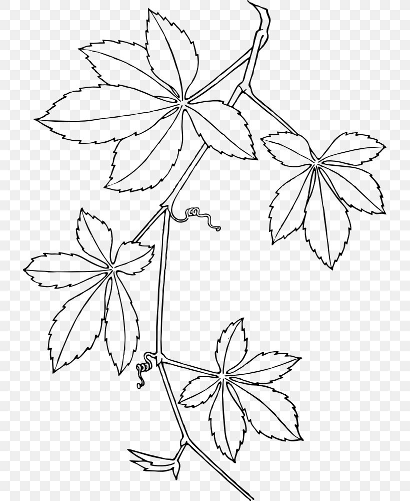 Virginia Creeper Boston Ivy Vine Parthenocissus Vitacea Clip Art, PNG, 727x1000px, Virginia Creeper, Area, Artwork, Black And White, Boston Ivy Download Free