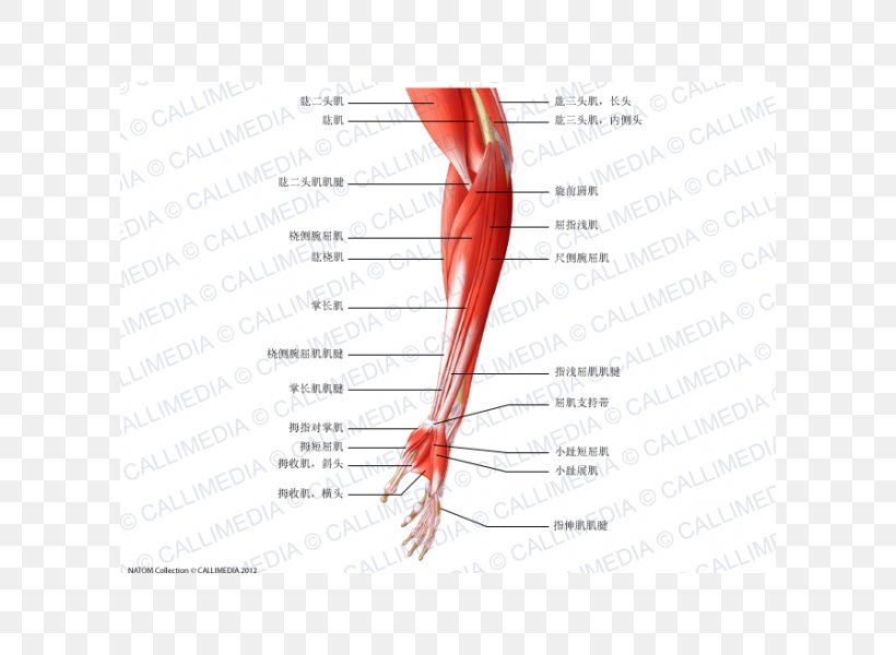 Finger Extensor Digitorum Muscle Elbow Forearm, PNG, 600x600px, Watercolor, Cartoon, Flower, Frame, Heart Download Free