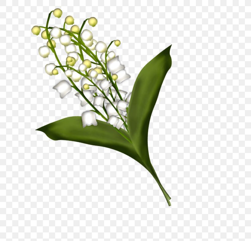 Lily Of The Valley Clip Art, PNG, 800x788px, Lily Of The Valley, Ayan, Drawing, Dvd Ripper, Elakiri Download Free