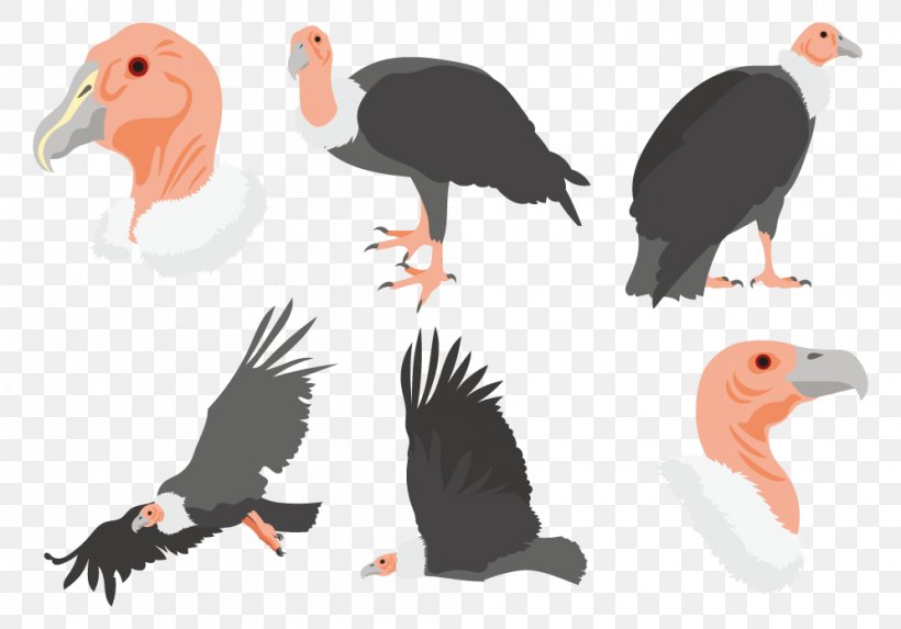 Bird Crane Beak Drawing Condor, PNG, 995x696px, Bird, Animal, Animation, Beak, Cartoon Download Free