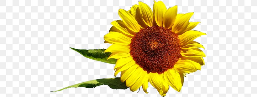 Common Sunflower Daisy Family Sunflower Seed Desktop Wallpaper, PNG, 500x311px, Common Sunflower, Annual Plant, Asterales, Daisy Family, Flower Download Free