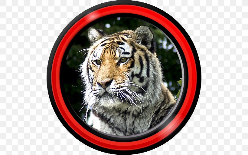 Tiger Android Aptoide Wallpaper, PNG, 512x512px, Tiger, Android, Aptoide, Big Cat, Big Cats Download Free