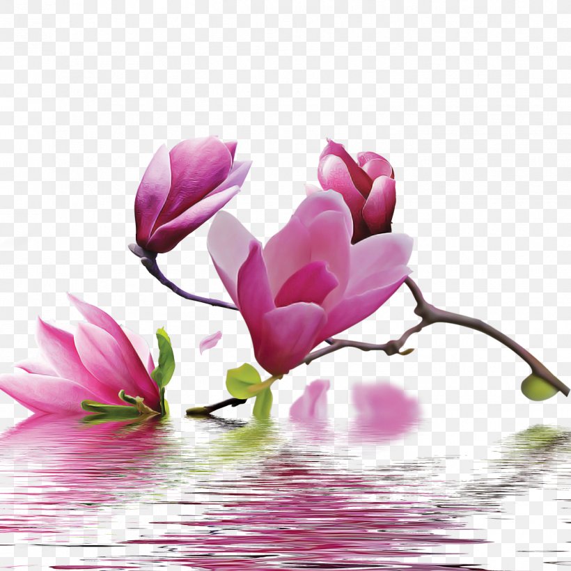 Flowering Plant Flower Petal Pink Plant, PNG, 1417x1417px, Flowering Plant, Aquatic Plant, Cyclamen, Flower, Magnolia Download Free