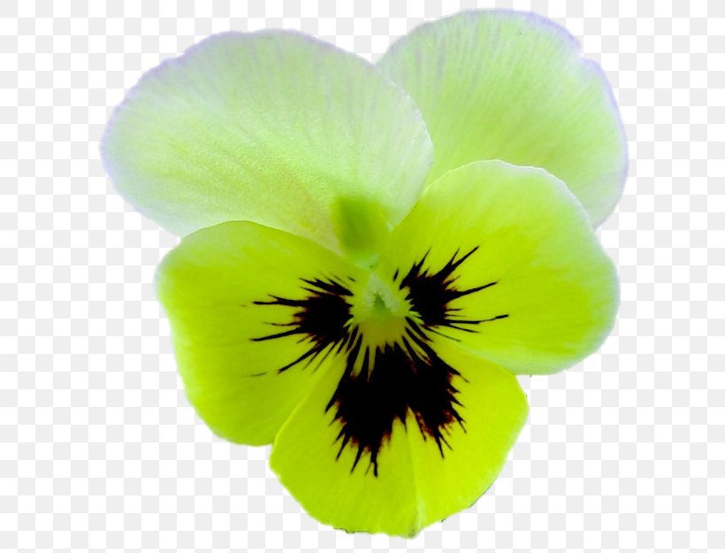 Pansy Green Close-up, PNG, 621x625px, Pansy, Closeup, Flower, Flowering Plant, Green Download Free