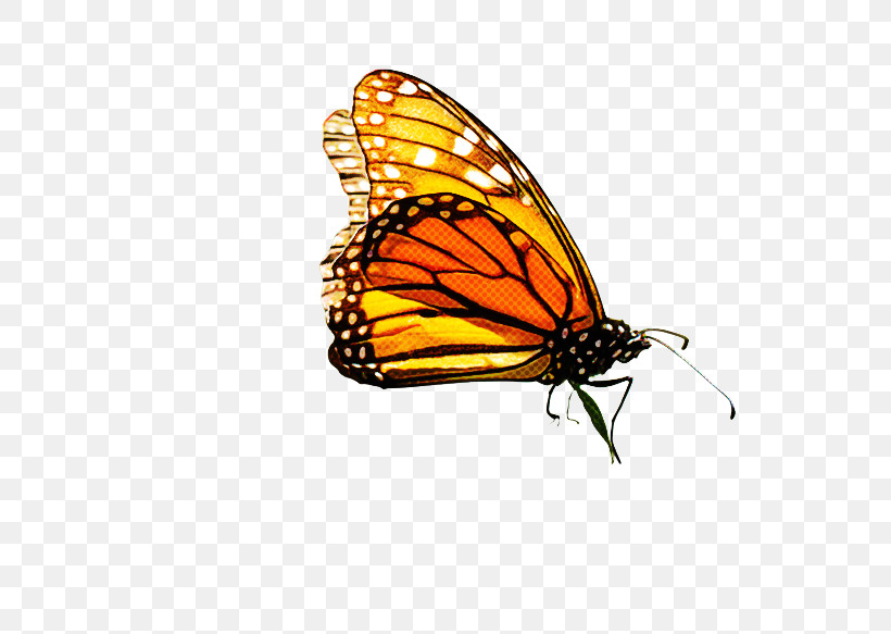 Monarch Butterfly, PNG, 663x583px, Monarch Butterfly, Brushfooted Butterflies, Butterflies, Drawing, Flower Download Free