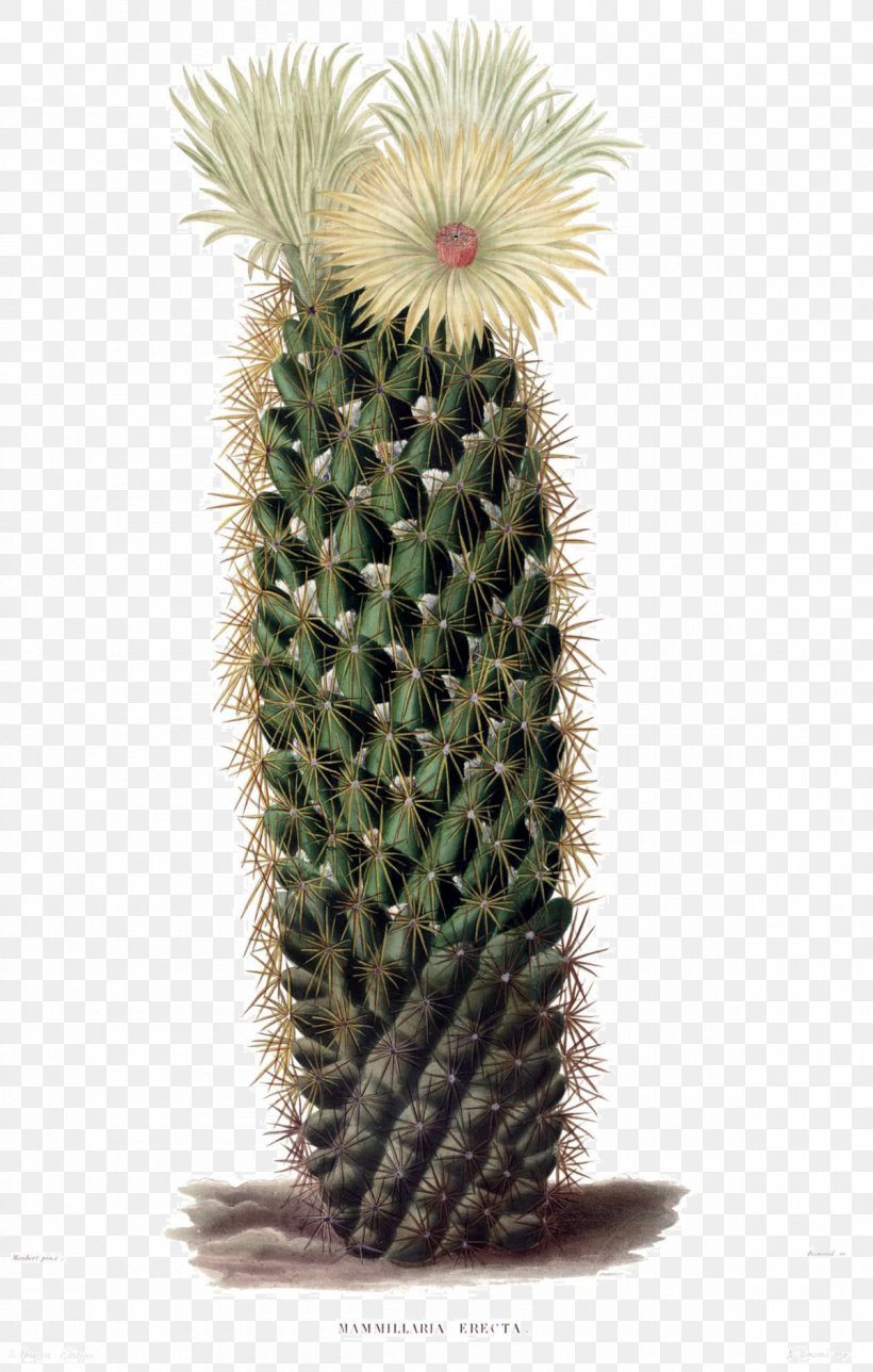 The Cactaceae Coryphantha Erecta Botanical Illustration, PNG, 1200x1885px, Cactaceae, Botanical Illustration, Botany, Cactus, Caryophyllales Download Free