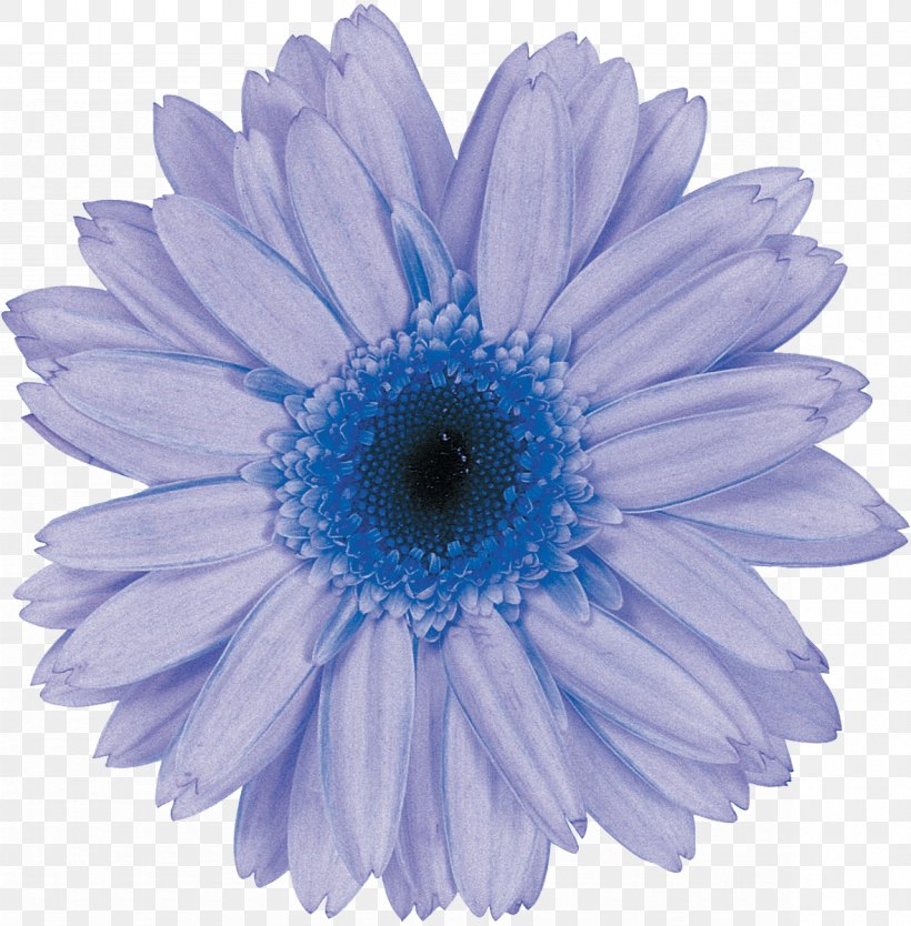 Transvaal Daisy Daisy Family Common Daisy Flower Chrysanthemum, PNG, 1179x1200px, Transvaal Daisy, Aster, Blue, Chicory, Chrysanthemum Download Free