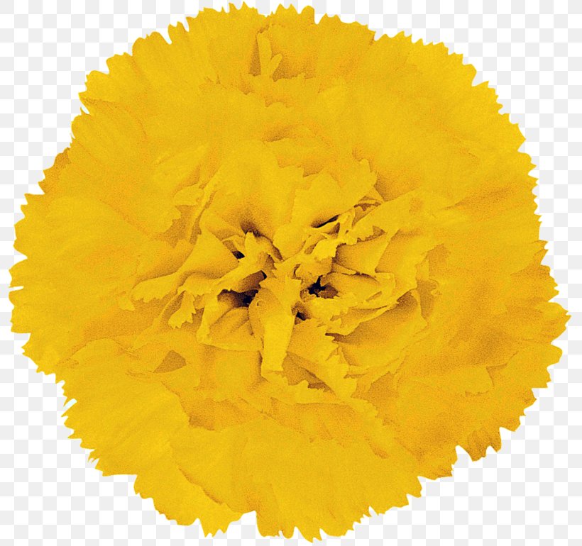 Yellow Petal Flower Orange Barberton Daisy, PNG, 800x770px, Yellow, Barberton Daisy, Blue, Carnation, Common Daisy Download Free