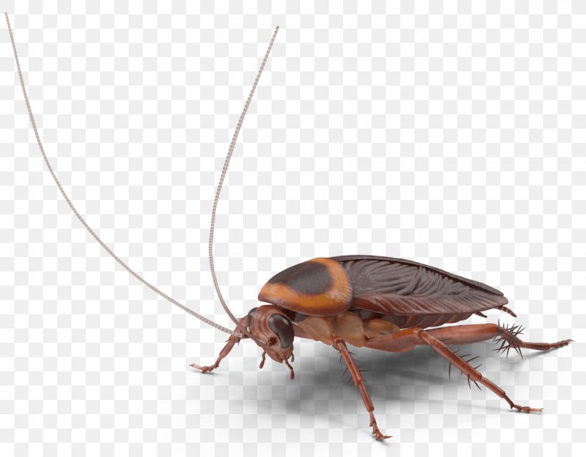 Cockroach Insect Pest Control Rentokil Initial, PNG, 1422x1110px, Cockroach, Arthropod, Baldwinsville, Fresno, Insect Download Free