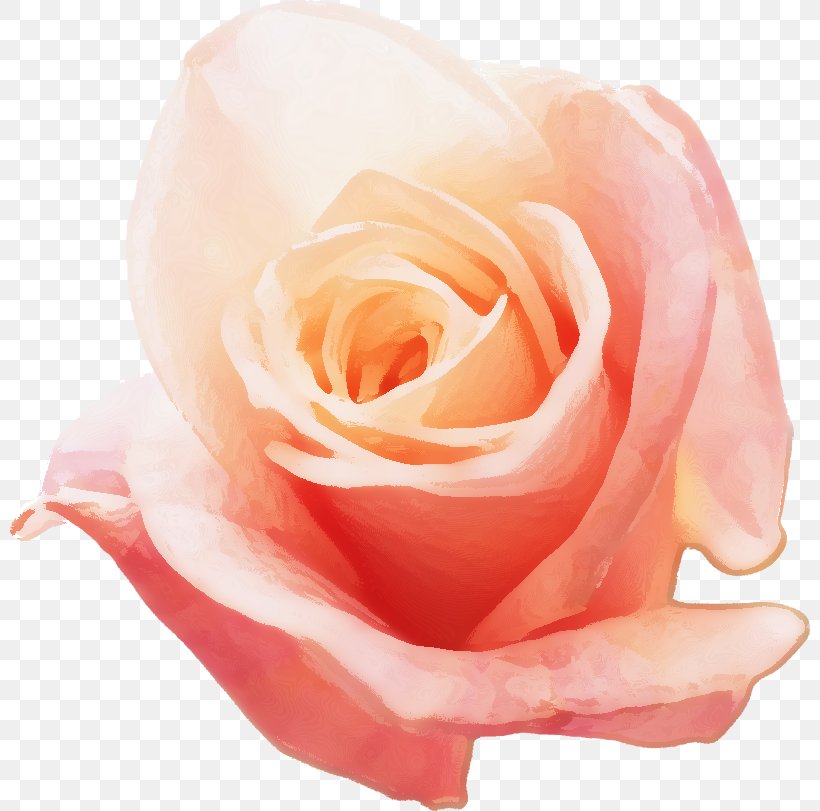 Garden Roses Cabbage Rose China Rose Floribunda 体臭, PNG, 800x811px, Garden Roses, Bad Breath, Cabbage Rose, China Rose, Close Up Download Free
