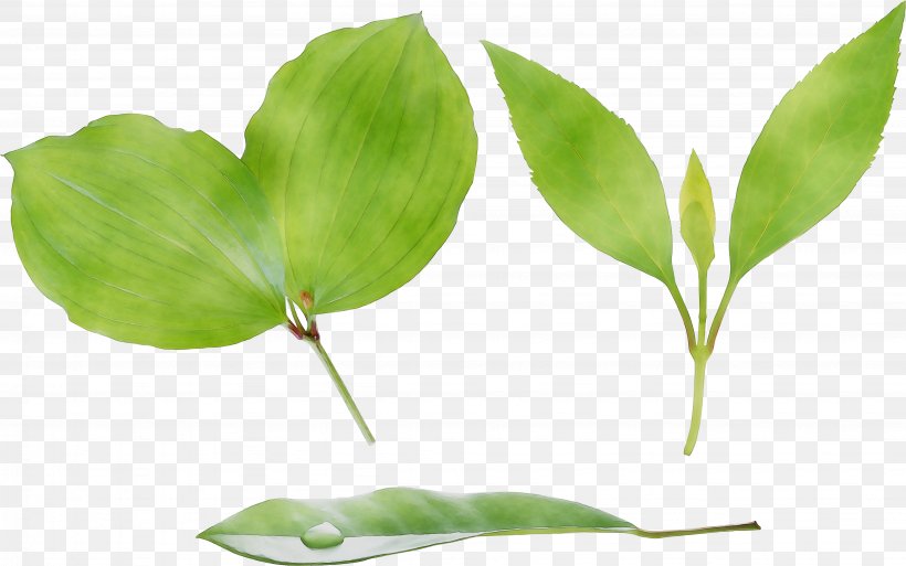Leaf Plant Stem Branching Plants, PNG, 4309x2698px, Leaf, Botany, Branching, Flower, Flowering Plant Download Free