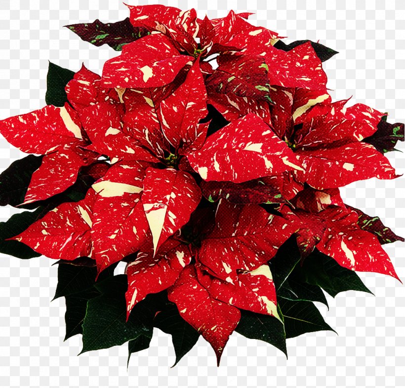 Red Flower Leaf Plant Poinsettia, PNG, 1001x958px, Red, Flower, Leaf, Petal, Plant Download Free