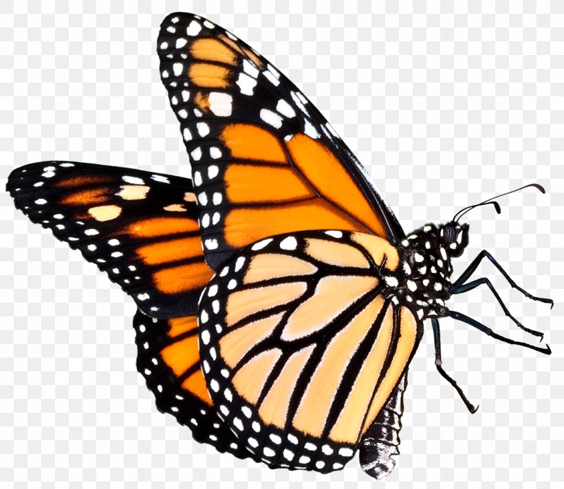 The Butterfly Place Monarch Butterfly Clip Art, PNG, 1100x955px, Butterfly, Animal Migration, Arthropod, Brush Footed Butterfly, Butterfly Place Download Free