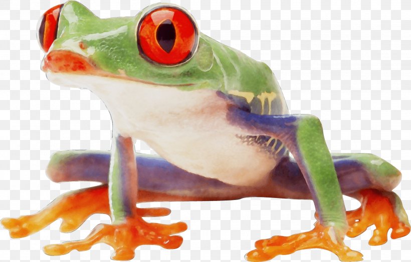 Tree Frog Transparency Clip Art, PNG, 2239x1432px, Frog, Agalychnis, Amphibian, Animal Figure, Australian Green Tree Frog Download Free