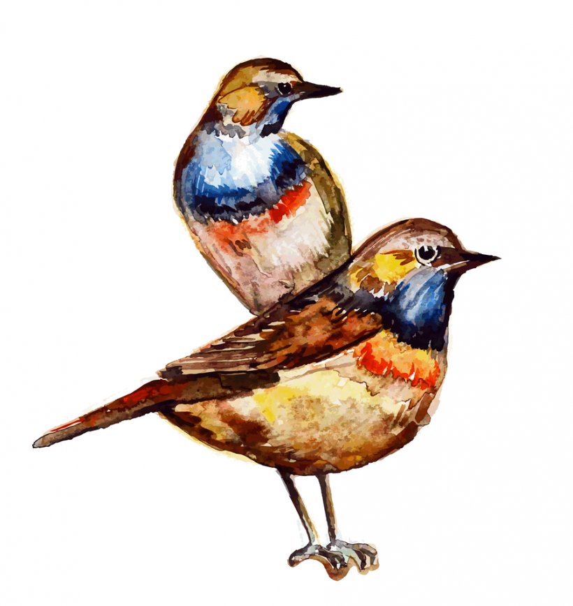 Bird Watercolor Painting, PNG, 903x956px, Bird, Animal, Beak, Color, Fauna Download Free