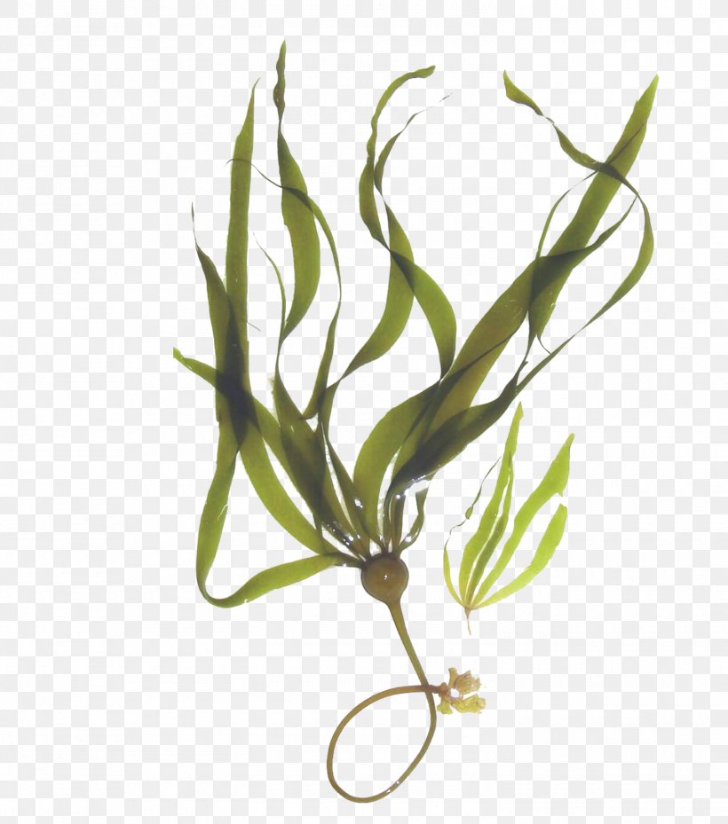 Kelp Forest Macrocystis Pyrifera Seaweed Mineral, PNG, 1500x1700px, Kelp, Algae, Ascophyllum Nodosum, Branch, Brown Algae Download Free