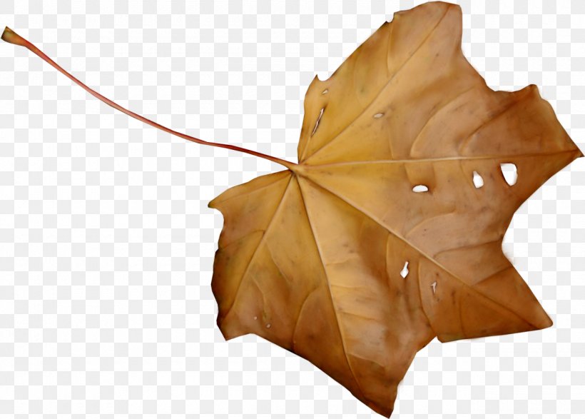 Maple Leaf Autumn Brown, PNG, 1280x917px, Leaf, Aceraceae, Autumn, Branch, Brown Download Free