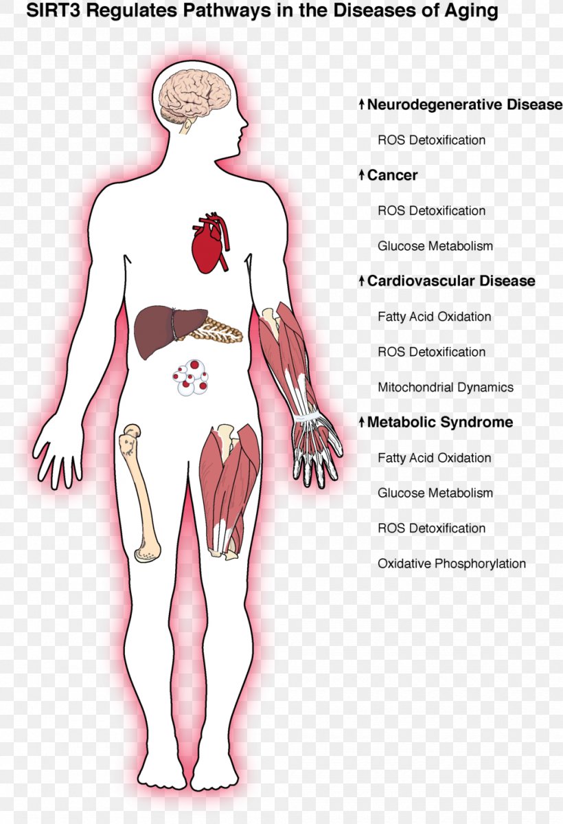 Aging-associated Diseases Ageing Sirtuin Cancer, PNG, 1000x1463px, Watercolor, Cartoon, Flower, Frame, Heart Download Free