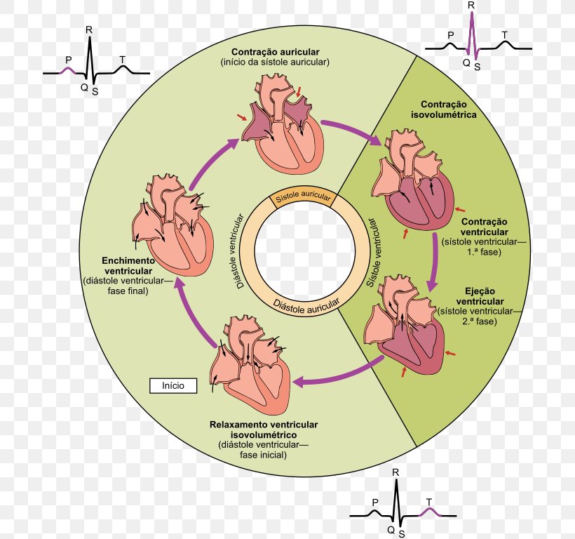 Cardiac Cycle Systole Diastole Heart Cardiac Muscle, PNG, 768x768px, Watercolor, Cartoon, Flower, Frame, Heart Download Free