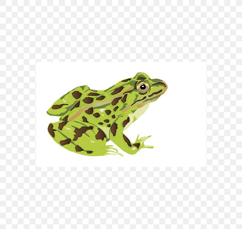 American Bullfrog Toad Tree Frog Terrestrial Animal, PNG, 600x776px, American Bullfrog, Amphibian, Animal, Bullfrog, Fauna Download Free