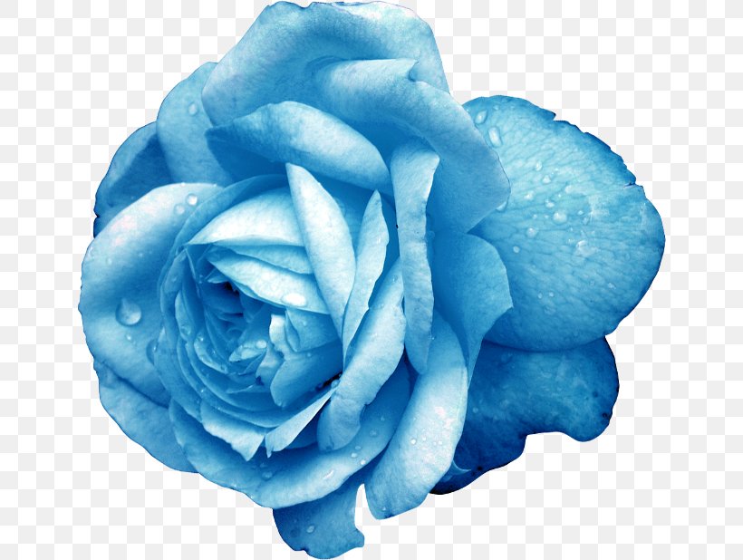 Blue Rose Cut Flowers Garden Roses, PNG, 650x618px, Blue Rose, Beach Rose, Blue, Centifolia Roses, Color Download Free