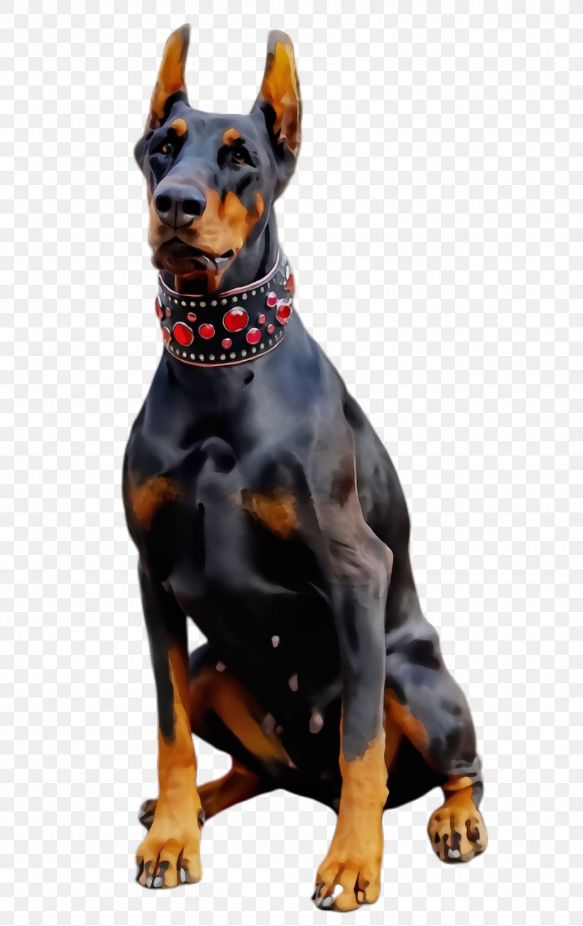 Dog Dobermann Dog Breed Pinscher Guard Dog, PNG, 1588x2520px, Watercolor, Dobermann, Dog, Dog Breed, German Pinscher Download Free