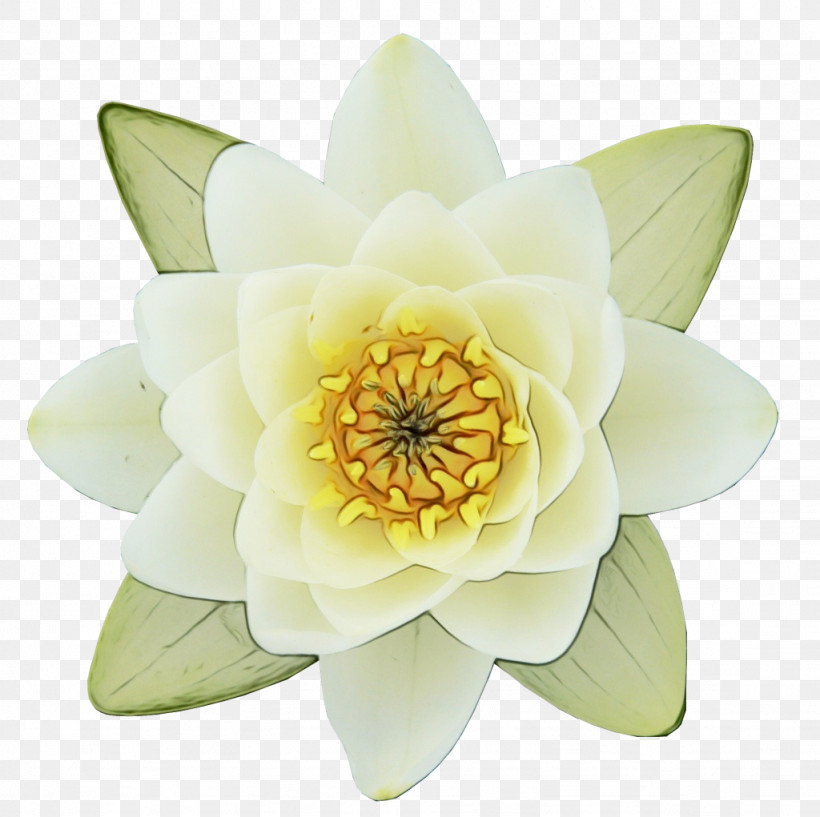 Lotus, PNG, 1024x1021px, Watercolor, Aquatic Plant, Fragrant Waterlily, Lotus, Nelumbonaceae Download Free