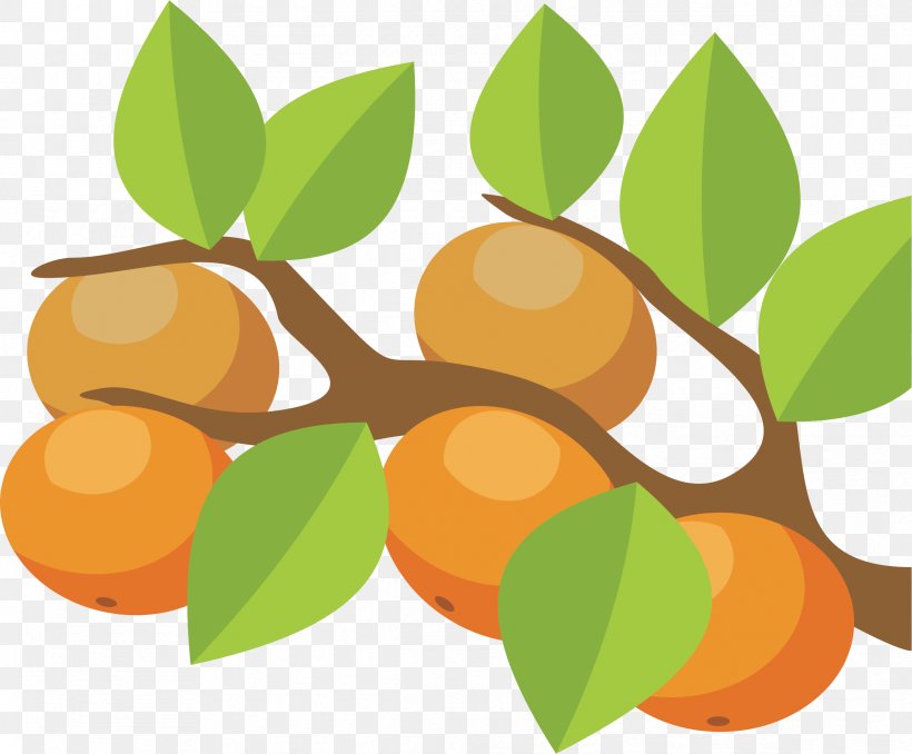 Orange Clip Art Citrus × Sinensis Vector Graphics Tree, PNG, 2381x1970px, Orange, Cartoon, Citrus, Citrus Sinensis, Drawing Download Free
