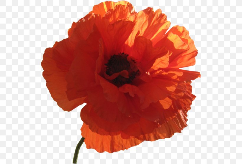 Common Poppy Flower Clip Art, PNG, 544x557px, Common Poppy, Flower, Flower Bouquet, Flowering Plant, Orange Download Free