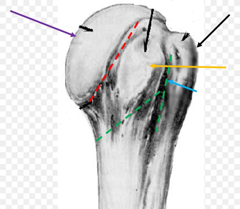 Shoulder Humerus Arm Hip Bone, PNG, 754x714px, Watercolor, Cartoon, Flower, Frame, Heart Download Free