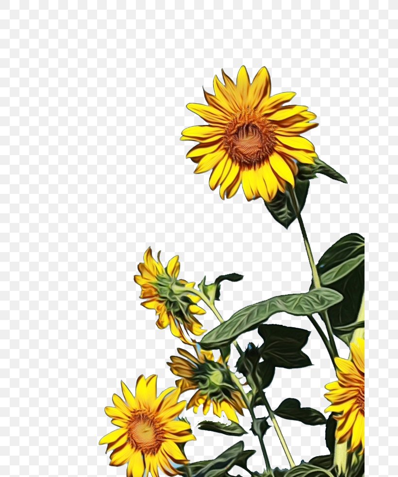 Sunflower, PNG, 683x984px, Watercolor, Daisy Family, Flower, Flowering Plant, Jerusalem Artichoke Download Free