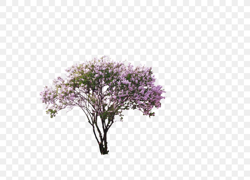 Tree Computer File, PNG, 591x591px, Tree, Blossom, Branch, Cherry Blossom, Christmas Tree Download Free