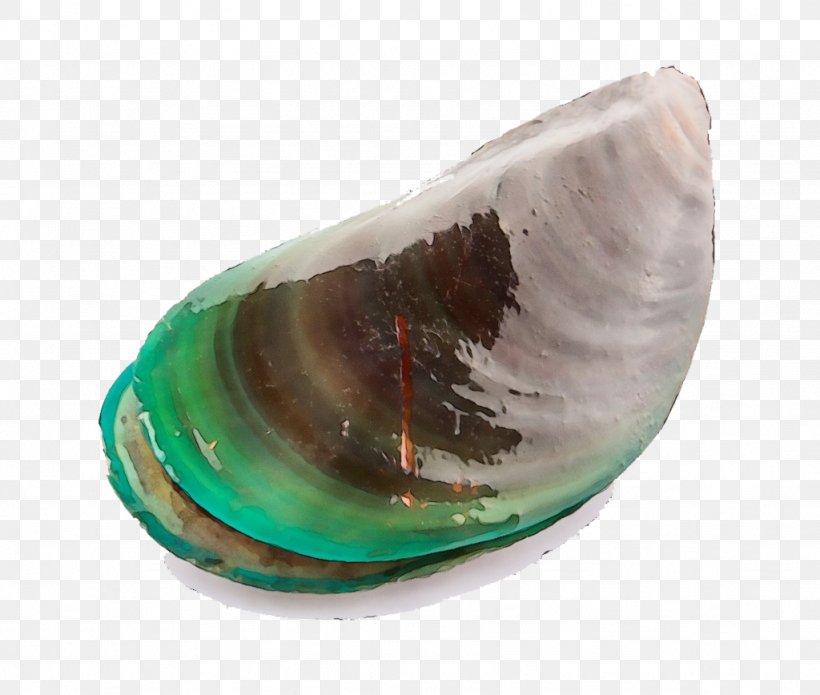 Bivalve Mussel Baltic Clam Glass Shellfish, PNG, 1024x868px, Watercolor, Abalone, Baltic Clam, Bivalve, Clam Download Free