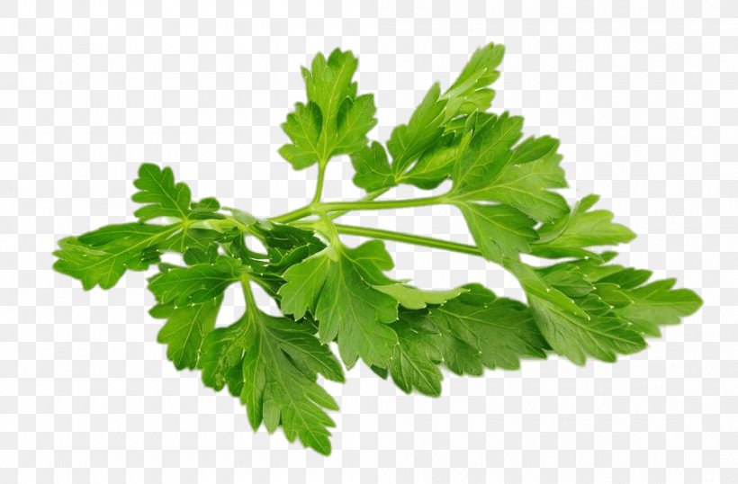 Chervil Parsley Herb Food Vegetable, PNG, 1000x657px, Chervil, Carrot, Coriander, Fines Herbes, Food Download Free