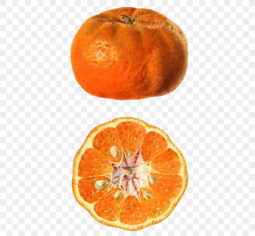 Clementine Mandarin Orange Tangerine Rangpur Blood Orange, PNG, 446x758px, Clementine, Bitter Orange, Blood Orange, Chenpi, Citric Acid Download Free