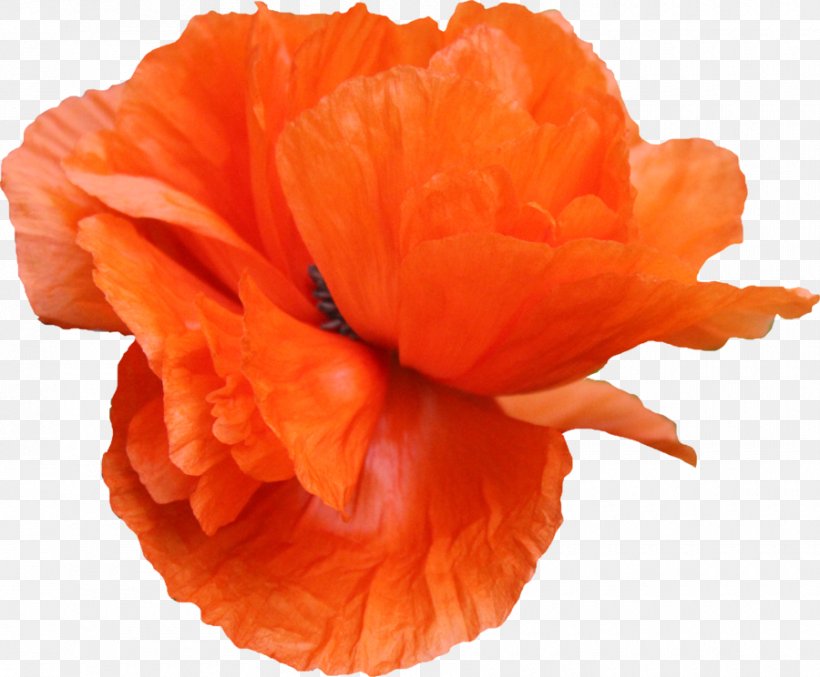 Common Poppy Flower, PNG, 900x744px, Poppy, Common Poppy, Flower, Flowering Plant, H262mpeg2 Part 2 Download Free