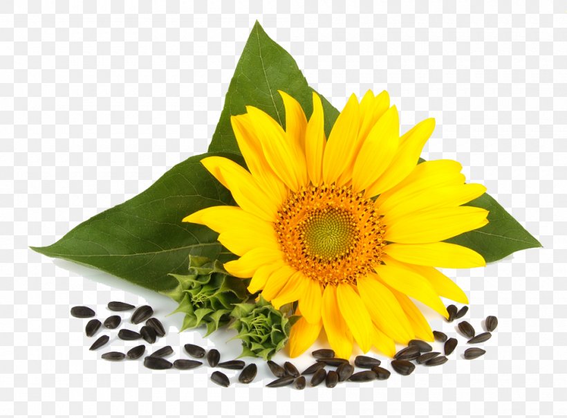 Common Sunflower Sunflower Seed Price Artikel, PNG, 1000x737px, Common Sunflower, Artikel, Benih, Crop, Daisy Family Download Free