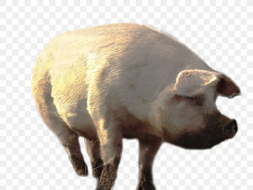 Domestic Pig Clip Art, PNG, 1024x768px, Pig, Dirty, Domestic Pig, Farm, Fauna Download Free