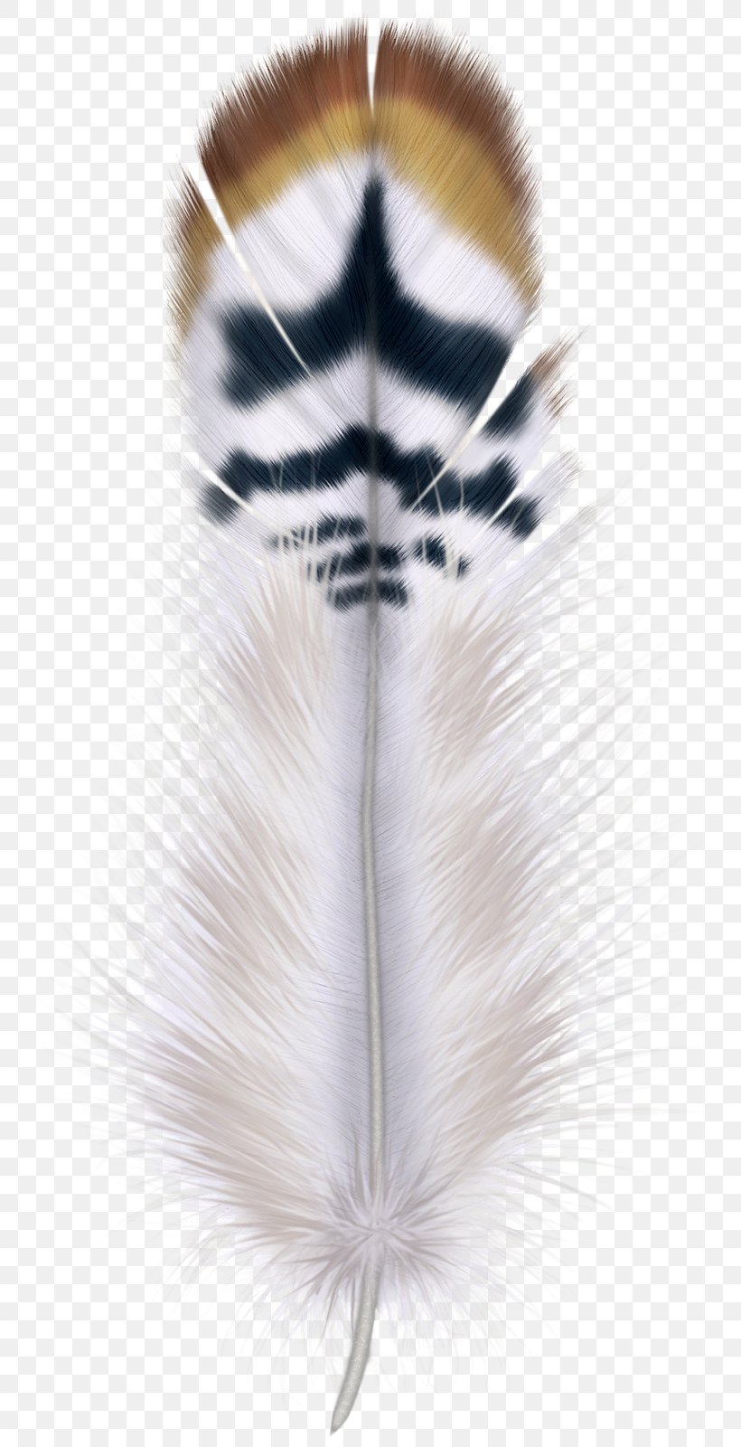 Feather Bird Hair, PNG, 786x1600px, Feather, Bird, Fur, Hair, Head Download Free