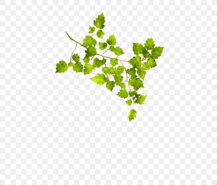 Grape Twig Leaf Vegetable Plant Stem, PNG, 452x700px, Grape, Branch, Flowering Plant, Fruit, Grape Leaves Download Free