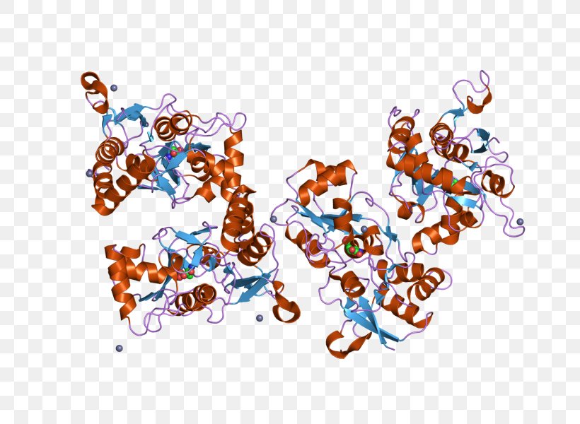 GRIA2 NOS1 Ionotropic Glutamate Receptor Nitric Oxide Synthase Ligand-gated Ion Channel, PNG, 800x600px, Ionotropic Glutamate Receptor, Ampa, Art, Enzyme, Gene Download Free
