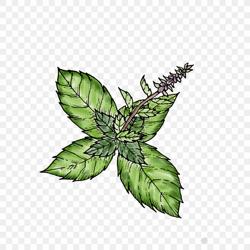 Leaf Plant Flower Hemp Family Herb, PNG, 3000x3000px, Leaf, Flower, Hemp Family, Herb, Mint Download Free
