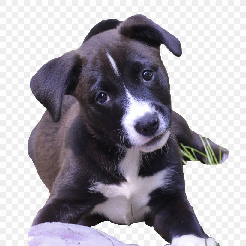Dog Breed McNab Dog Puppy Borador Sporting Group, PNG, 2080x2080px, Dog Breed, Borador, Breed, Carnivoran, Companion Dog Download Free