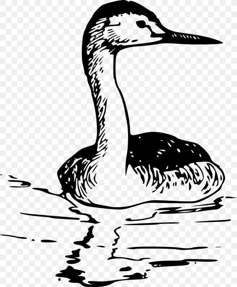 Drawing Western Line Art Clip Art, PNG, 1586x1920px, Drawing, Art, Beak, Bird, Black And White Download Free