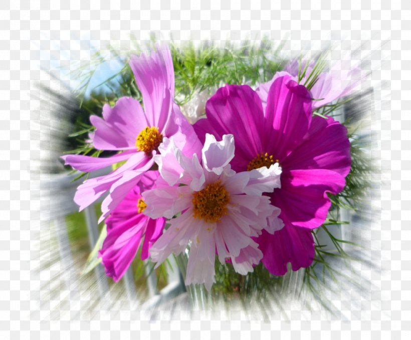 Garden Cosmos Writer Writing Thought Anger, PNG, 980x812px, Garden Cosmos, Anger, Annual Plant, Aster, Chrysanths Download Free