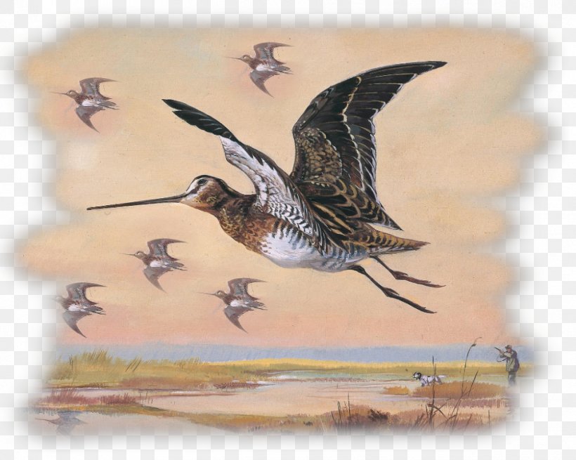 Cygnini Goose Beak Duck Anatidae, PNG, 965x771px, Cygnini, Anatidae, Animalier, Art, Beak Download Free